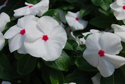 Vinca Cobra 'Peppermint'