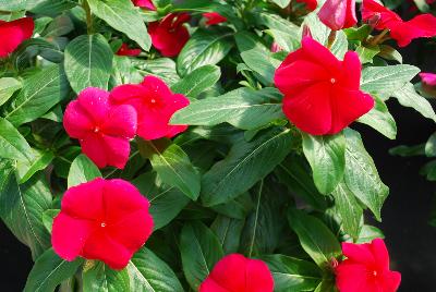 Vinca Vitesse 'Dark Red'