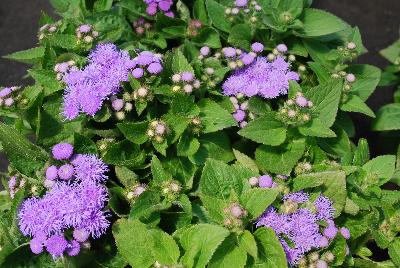 Ageratum Cloud Nine 'Blue'