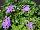 Floranova: Ageratum  'Blue' 