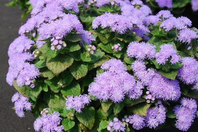 Ageratum Cloud Nine 'Blue'