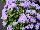 Floranova: Ageratum  'Blue' 