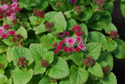 Ageratum Cloud Nine 'Pink'