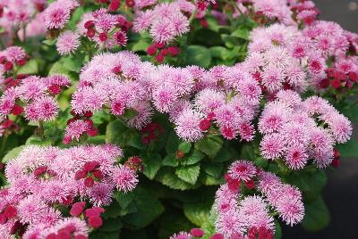 Ageratum Cloud Nine 'Pink'