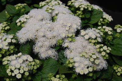 Ageratum Cloud Nine 'White'