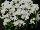Floranova: Ageratum  'White' 