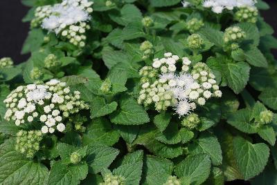 Ageratum Cloud Nine 'White'