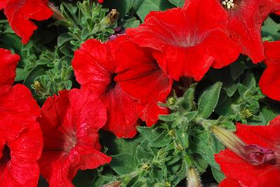 Espresso Petunia Red 