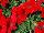 Floranova: Petunia  'Red' 