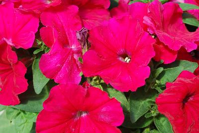 Floranova: Espresso Petunia Deep Rose 