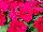 Floranova: Petunia  'Deep Rose' 