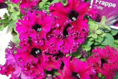 Espresso Frappe Petunia Ruby 