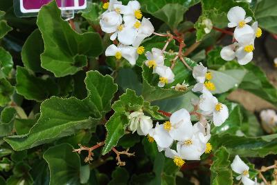 Floranova: Stara Begonia White 