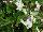 Floranova: Begonia  'White' 