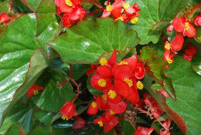 Floranova: Stara Begonia Scarlet 