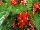 Floranova: Begonia  'Scarlet' 