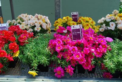 Sun Daze Portulaca: On display @ Floranova Spring Trials 2015: Sun Daze Portulaca.