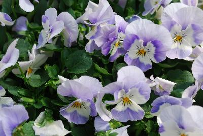 Viola Bel Viso 'Wedgewood'