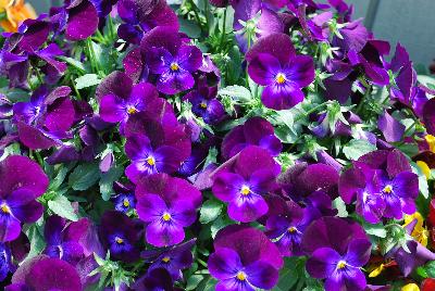 Viola Bel Viso 'Bright Purple'