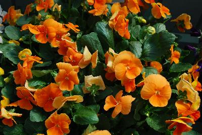 Viola Bel Viso 'Padparadja'