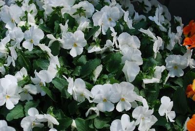 Viola Bel Viso 'Pure White'