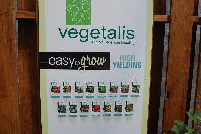 Vegetalis: From Floranova Spring Trials 2015: Vegetalis creative vegetable breeding, easy to grow, high yield.