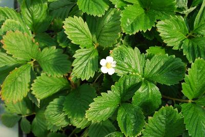 Strawberry  'Mignonette'