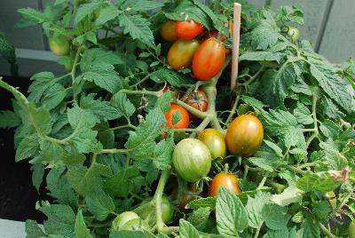  Tomato Tumbling Tiger 