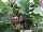 Floranova: Eggplant  'Pot Plack' 