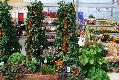 Vegetalis: From Floranova Spring Trials 2015: Tomatoes and others on display.