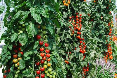 Tomato  'Rapunzel'