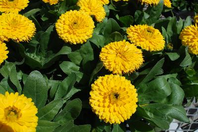 Calendula Costa 'Yellow'