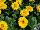 Floranova: Calendula  'Yellow' 