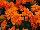 Floranova: Marigold French  'Deep Orange' 