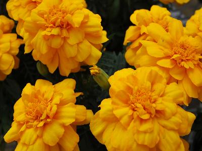 Marigold French Alumia 'Gold'