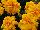 Floranova: Marigold French  'Gold' 