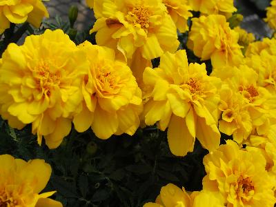 Marigold French Alumia 'Yellow'