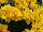 Floranova: Marigold French  'Yellow' 