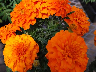 Marigold French Cresta 'Deep Orange'