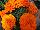 Cresta Marigold French Deep Orange 