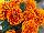 Cresta Marigold French Flame 