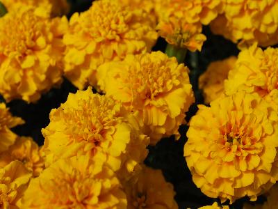 Cresta Marigold French Gold 