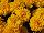 Cresta Marigold French Gold 