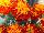 Cresta Marigold French Harmony 