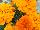 Floranova: Marigold French  'Orange' 
