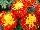 Cresta Marigold French Spry 
