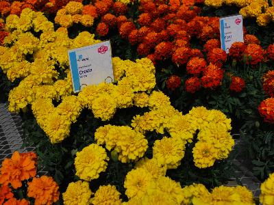 Marigold French Cresta 'Yellow'