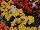 Cresta Marigold French Yellow 