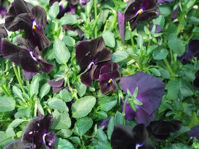 Pansy Freefall 'Deep Violet'