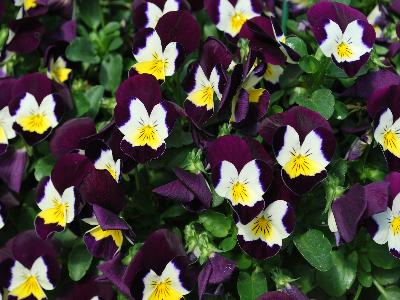 Pansy Freefall 'Lemon Purple Wing'